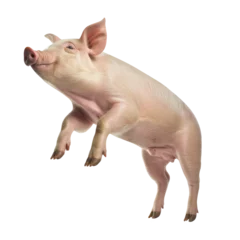 Fotobehang pig with happy face isolated on white background © purich