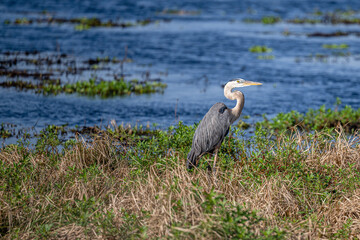 blue heron