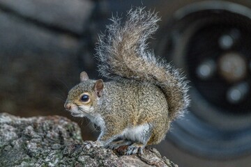 squirrel