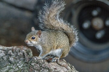 squirrel