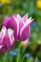 Lilienblütige Tulpe "Ballade" in Lila mit weißem Rand Makro