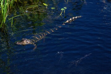 gator