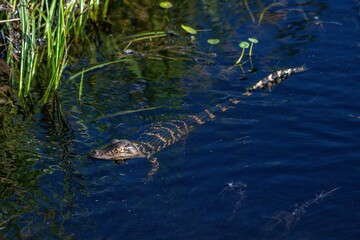 gator