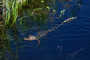 gator