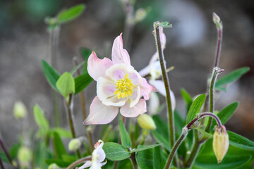 セイヨウオダマキ　Columbine