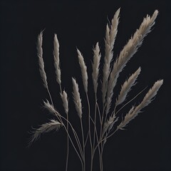 ears of wheat on black background