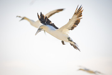 Obraz premium Close up image of a Cape Gannet bird in a big gannet colony on the west coast of South Africa