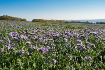 Sommerliches Feld mit Bieneneweide