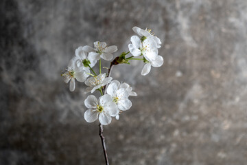 branch of blossoming cherry with white flowers on a gray concrete background. Springtime concept