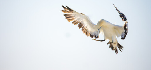 Close up image of a Cape Gannet bird in a big gannet colony on the west coast of South Africa
