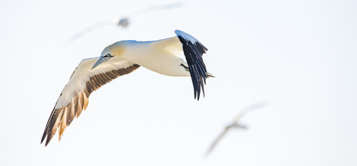 Obraz premium Close up image of a Cape Gannet bird in a big gannet colony on the west coast of South Africa