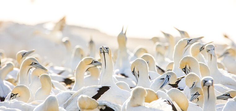 Close up image of a Cape Gannet bird in a big gannet colony on the west coast of South Africa