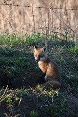 Cute baby red fox cub enjoying the early morning sun from the safety at the entry to its den