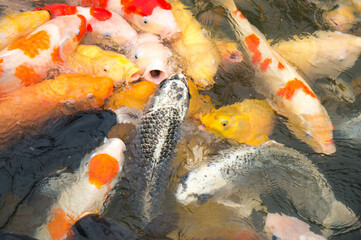 広島 縮景園の池に群がるカラフルな鯉の群れ