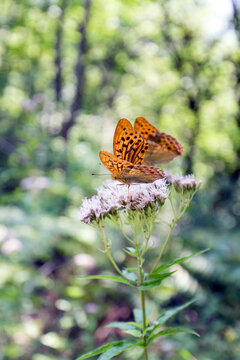 Photo of silver washed fritillary butterfly