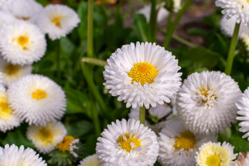 white English daisy Bellis perennis Speedstar perennial plant