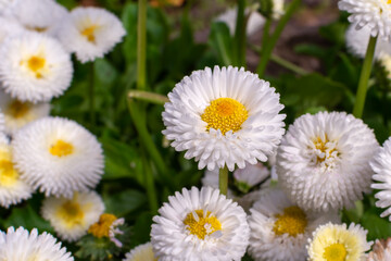 white English daisy Bellis perennis Speedstar perennial plant © Angelli Foto