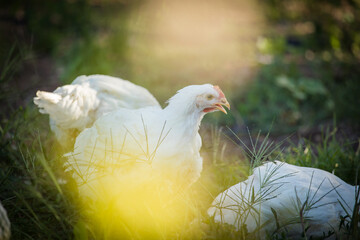 Close up image of a white Broiler Chicken living on a free range farm in a sustainable manner and cruelty free