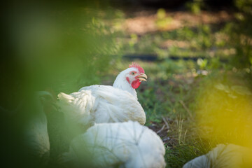 Close up image of a white Broiler Chicken living on a free range farm in a sustainable manner and cruelty free