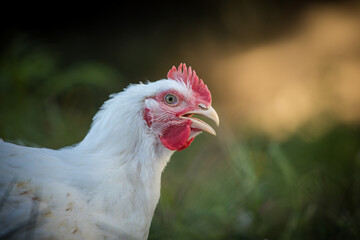 Close up image of a white Broiler Chicken living on a free range farm in a sustainable manner and cruelty free