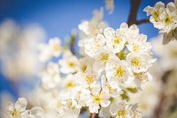 Beautiful Blossoming Apple Orchard in Spring