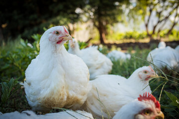 Close up image of a white Broiler Chicken living on a free range farm in a sustainable manner and cruelty free