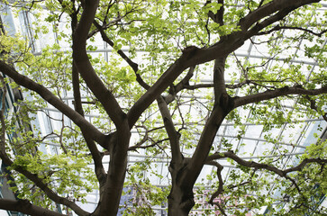 tree in the forest