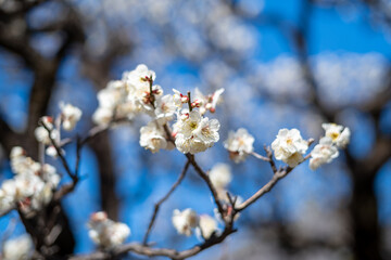 Plum tree