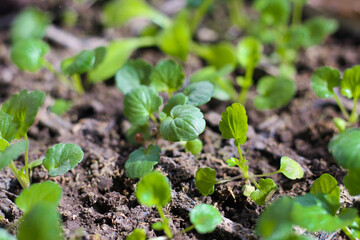 Seedlings of viola flowers in garden pots.