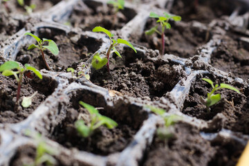 Seedlings of salvia flowers in garden pots.