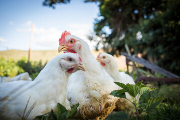 Close up image of a white Broiler Chicken living on a free range farm in a sustainable manner and cruelty free