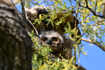 Baby Great Horned Owls fledge from their nest stretches its wings over its head 