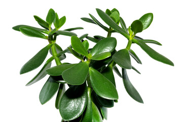 Houseplant on a white background. Home flower. Greenery. ornamental plant