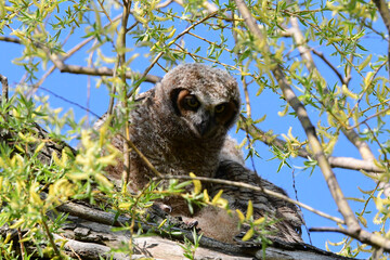 Baby Great Horned Owls fledged from its nest exploring nearby branches and looks down at people passing underneath the tree