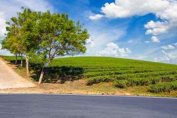 Fototapeta na wymiar The Choui Fong tea plantation and road with blue sky at Mae jan , tourist attraction at Chiang Rai province in thailand
