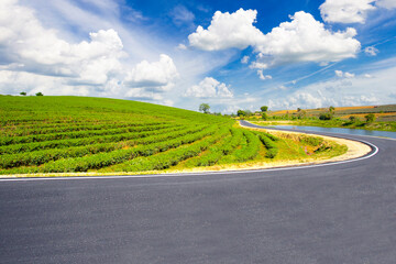 TheChoui Fong tea plantation and road with blue sky at Mae jan , tourist attraction at Chiang Rai...