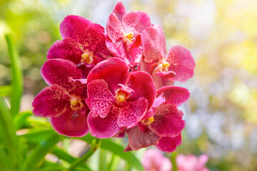 The Pink color vanda orchid flower photographed in the garden.