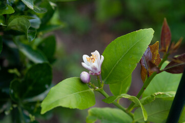 A lemon flower blooming in the garden