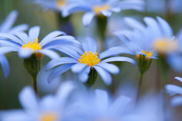 Blue daisy flowers in the garden