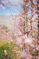 Beautiful Blossoming Apple Orchard in Spring