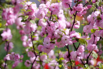 Colorful spring flowers on nature background