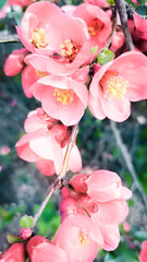 Naklejka na ściany i meble Spring banner, branches of blossoming cherry on blue background. Pink sakura flowers, dreamy romantic image spring.