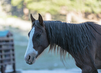 Mt. Charleston, Nevada, USA - June 14, 2018:  Wild horse herd roams in Nevada.