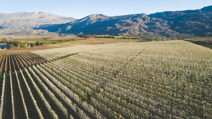 Beautiful Blossoming Apple Orchard in Spring