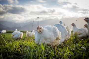 Close up image of a white Broiler Chicken living on a free range farm in a sustainable manner and...