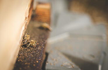 Naklejka premium Close up image of bees leaving a bee hive to pollinate fruit trees in an orchard