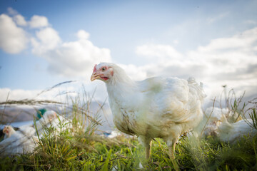 Close up image of a white Broiler Chicken living on a free range farm in a sustainable manner and cruelty free