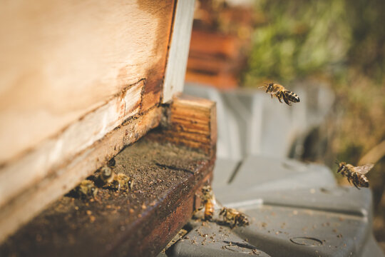 Close up image of bees leaving a bee hive to pollinate fruit trees in an orchard