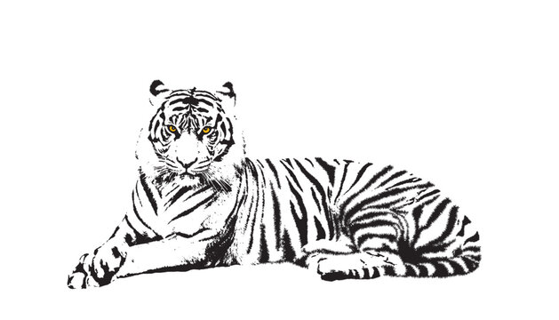 Portrait of a black and white tiger, flat style.Vector