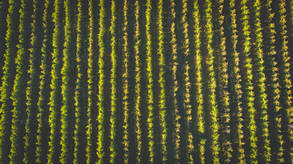Close up image of apples in an apple orchard in south africa © Dewald